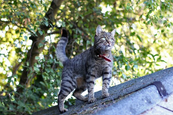 Gato gris en el techo