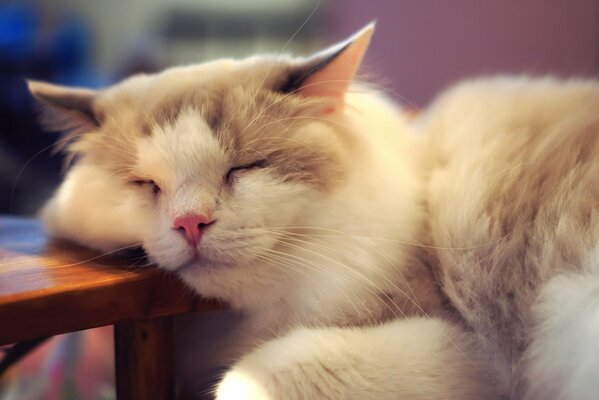 Gato peludo pone su hocico en la mesa y duerme