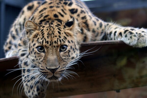 The gaze of a leopard