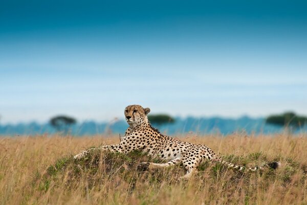 Cheetah resting after hunting