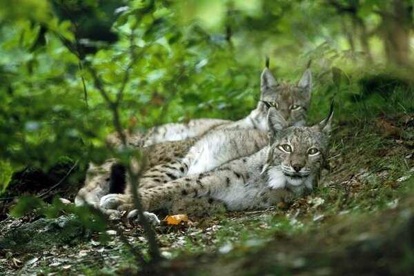 A pair of lynxes resting in the forest