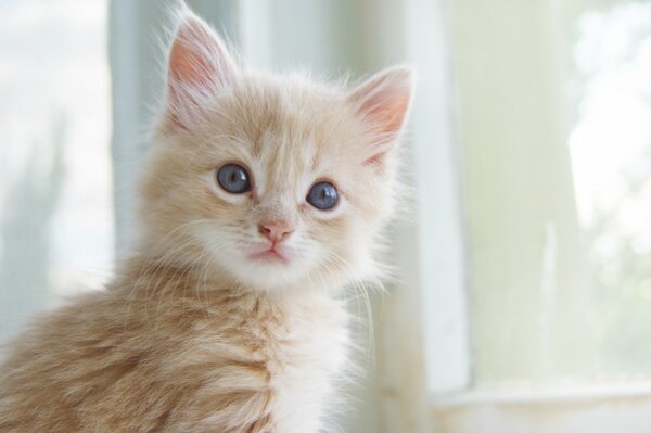 Flauschiges helles Kätzchen mit blauen Augen