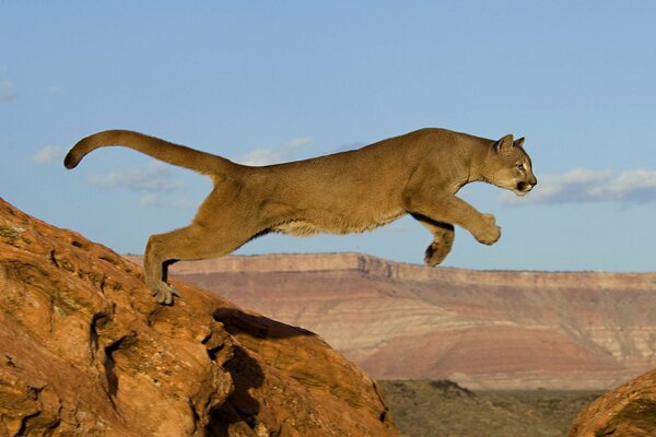 Cougar Cat jump predator