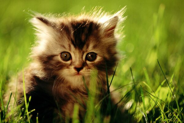 Petit chaton dans l herbe verte