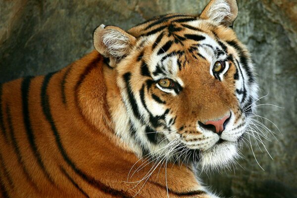 El tigre se acuesta y Mira a la cámara