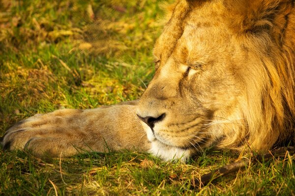 Lion a décidé d organiser une sieste