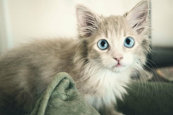 Chat gris avec des yeux bleus
