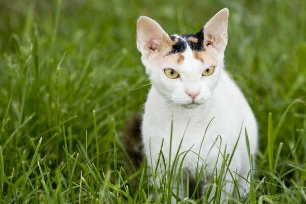 Katze der Rasse Sphinx auf dem Hintergrund des Grases