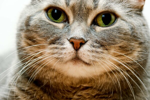 Wąsaty kot o sprytnym wyglądzie dużych zielonych oczu
