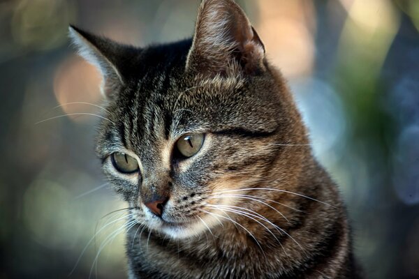 Gato maduro rayado con mirada triste