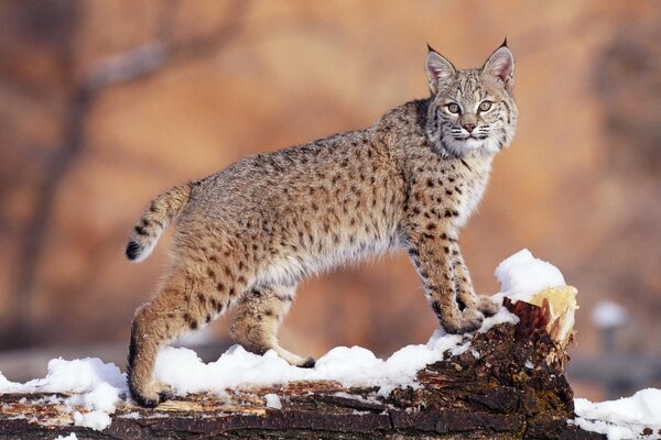 Lynx, lynx watching, lynx in the snow, in search of lunch