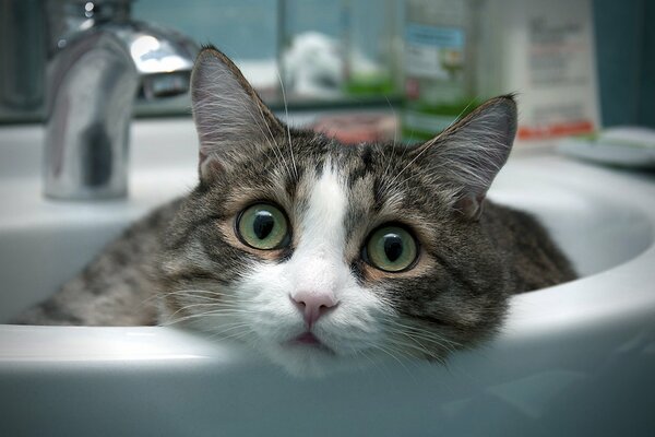 Gato yace en el lavabo del baño