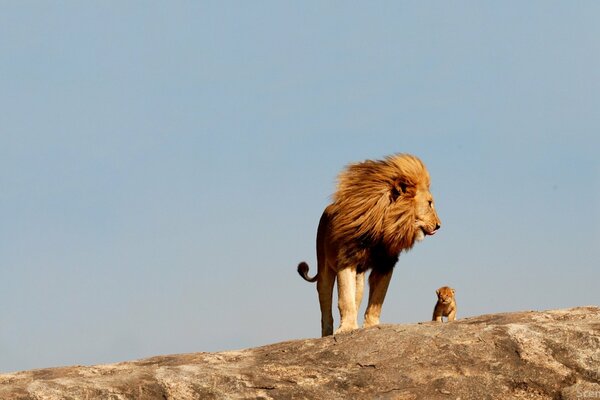 Big lion and little lion cub