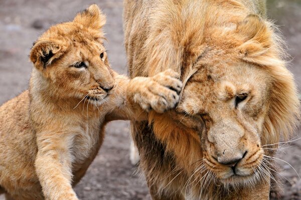 Diverse relazioni nella famiglia dei predatori