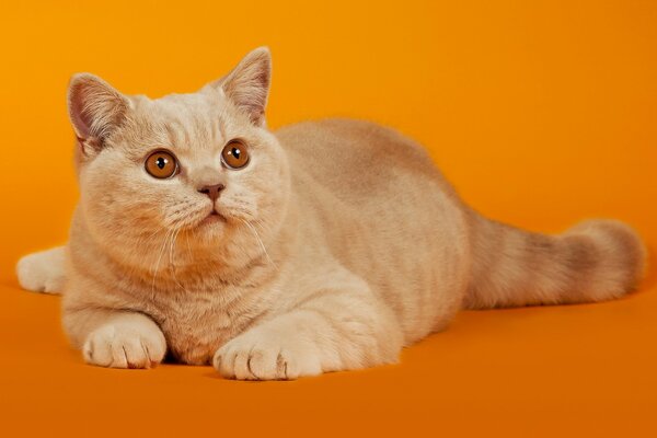 A peach cat with orange eyes lies on an orange background