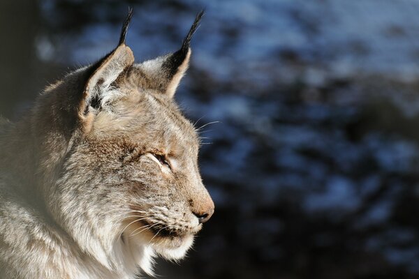 El lince severo Mira hacia adelante con cautela