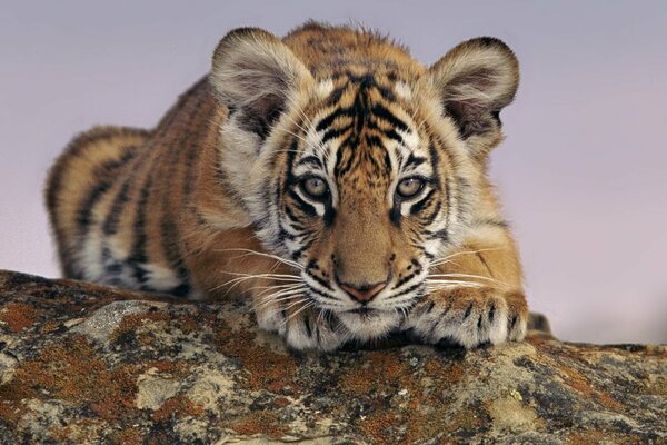 The tiger cub lies and looks at the prey