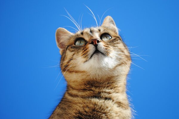 Un gatito rayado contra un cielo azul