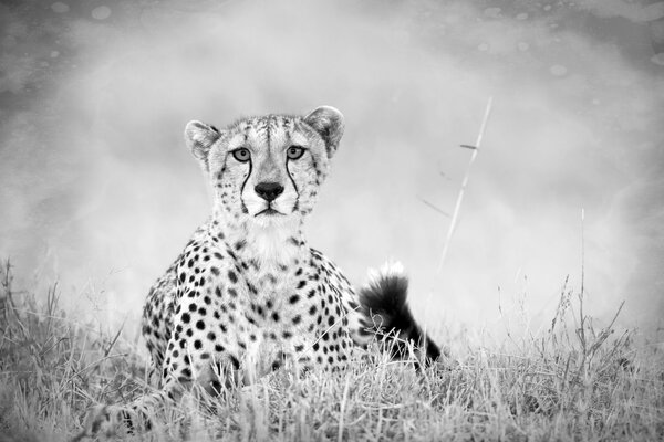 Schwarz-Weiß-Foto eines Geparden in der Savanne