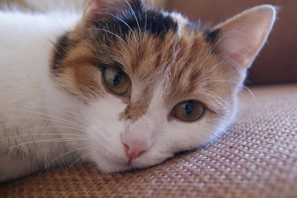 Gatto bianco e rosso, divano, baffi, occhi