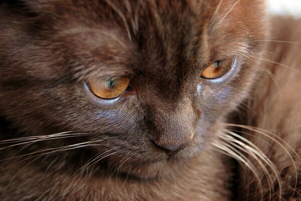 Aesthetics of a cat with chocolate fur