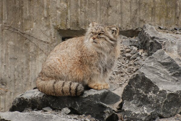 The evil gaze of the predator manul