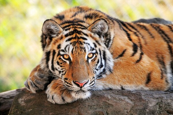 A young tiger looks at its prey