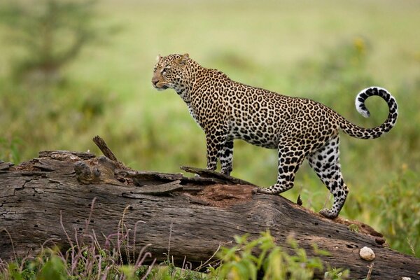 Ein luxuriöser Leopard steht auf einem trockenen Baumstamm