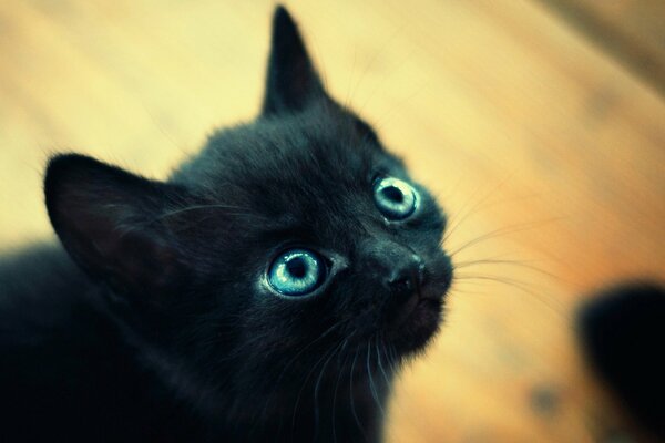 Schwarzes Kätzchen mit blauen Augen
