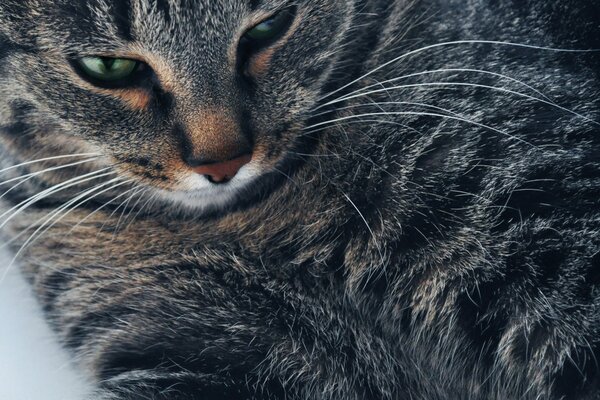 A very happy grey cat with green eyes