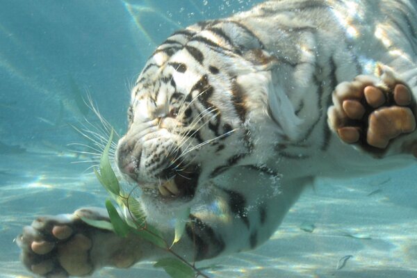 Un tigre sumergido en agua arranca una hoja