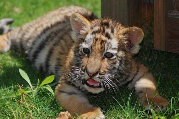 Tigre rossa che giace sull erba