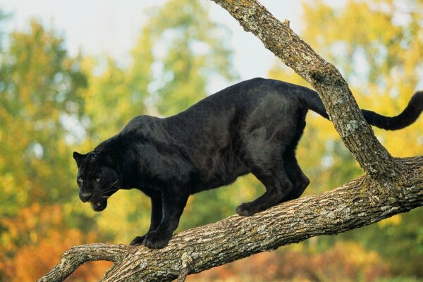 Jaguar negro en un árbol en el bosque