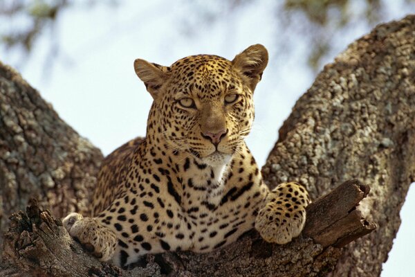 Ein Leopard ruht auf einem Baum, ein wilder Leopard, eine Raubkatze