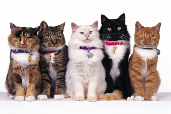 Cinco gatos con collares se sientan juntos