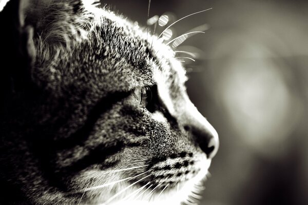 Mustachioed cat face looking into the distance