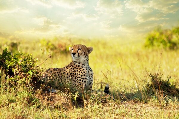 Wilde Hypard jagt in der Wüsten Savanne