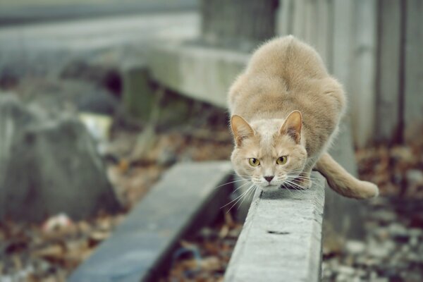 Beige Katze jagt draußen