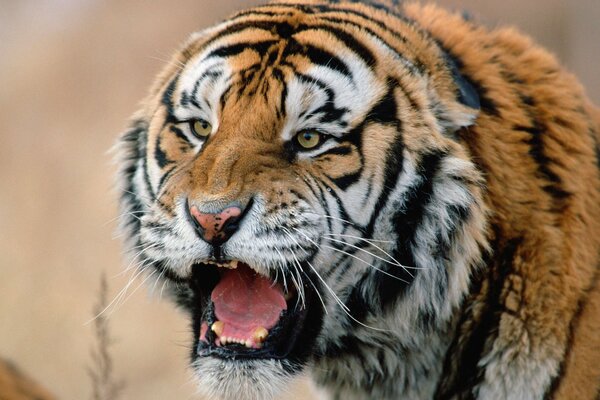 Tiger s face with a bared mouth