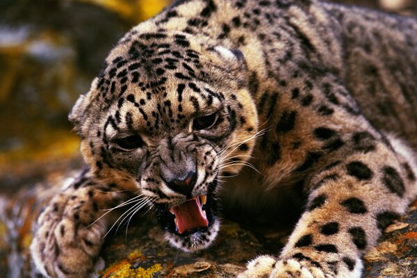 Grinning cheetah with big fangs