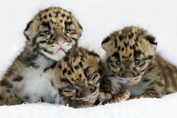 Gattini leopardo foto carina