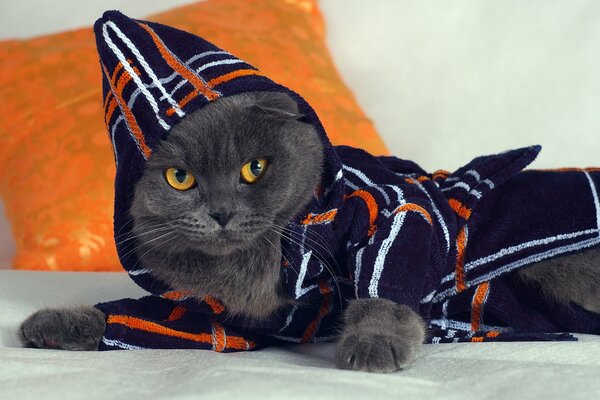 A dark gray cat is lying in a blue robe