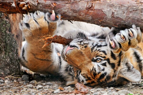 Tigre aiguise ses griffes sur l arbre