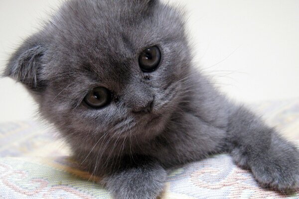 Pequeño gatito gris en la cama