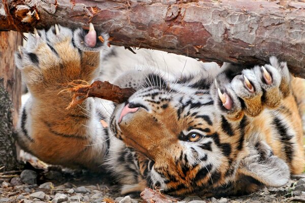 Der Tiger schärft beim Baum