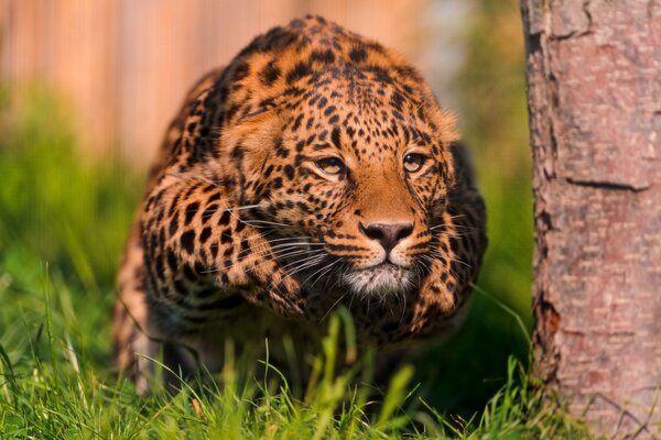 Leopardo accovacciato sull erba