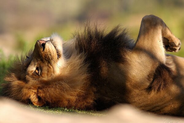 El León descansa acostado sobre su espalda