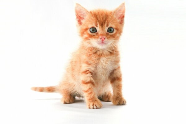 A red-haired kitten with a cute look