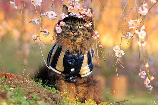 Gato con ropa cerca de las ramas de los cerezos en flor