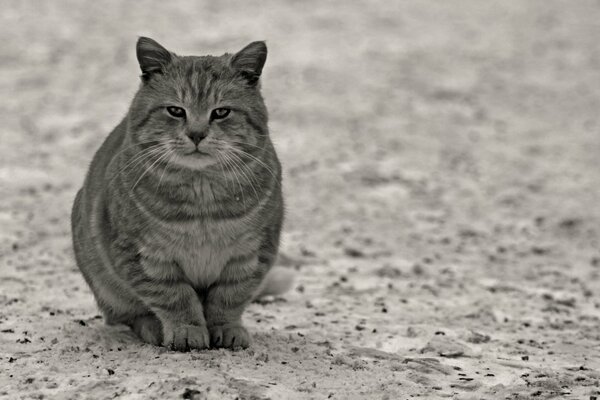 Der Blick einer intelligenten grauen Katze